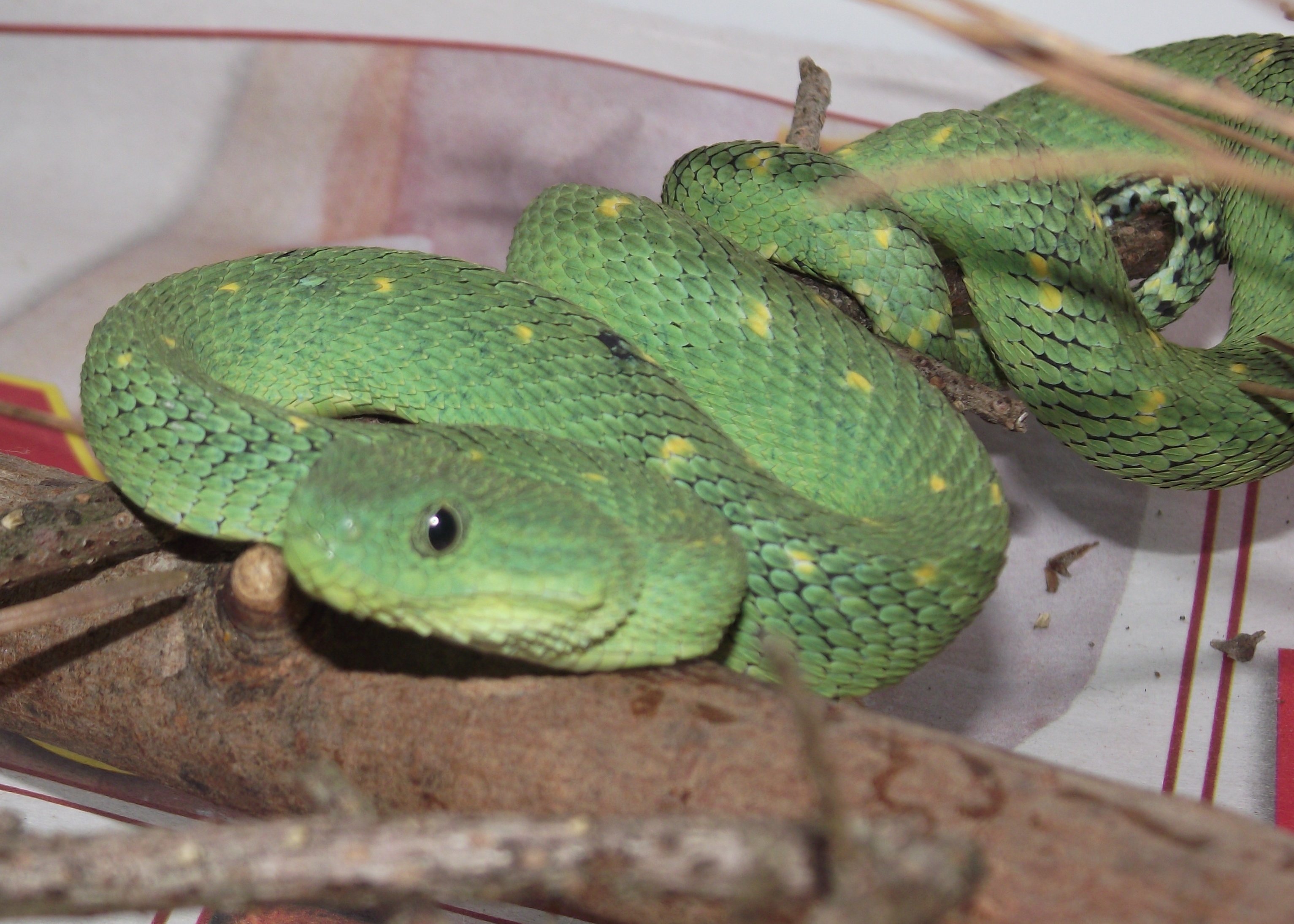 afr bush viper2 aug302010.jpg [751 Kb]